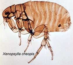 Esto significa que una pulgada puede equipararse a 2,54 centímetros. . Online pulga